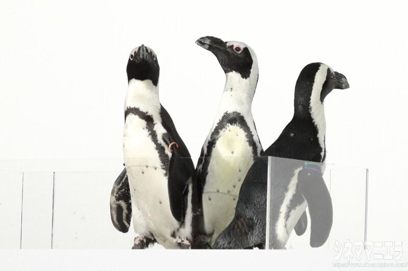 映画に登場するペンギンのモデルは「アデリーペンギン」だが、イベントに登場したのは「ケープペンギン」とのこと